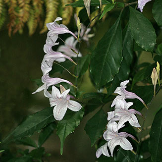 Mackaya bella (Forest Bell Bush, Mackaya)