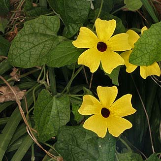Thunbergia alata (Black-eyed susan)