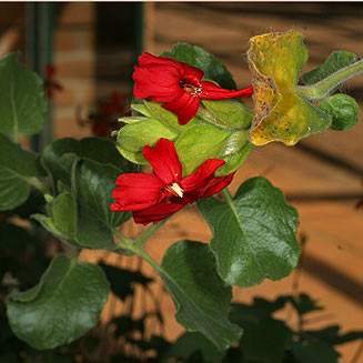 Petalidium bracteatum