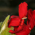 Petalidium bracteatum