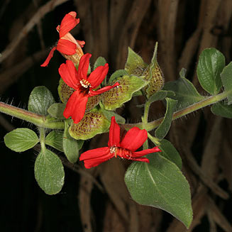 Petalidium coccineum