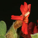 Petalidium bracteatum