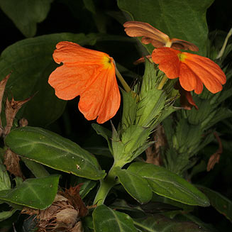 Crossandra fruticulosa (Shade crossandra)