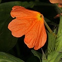 Crossandra fruticulosa (Shade crossandra)
