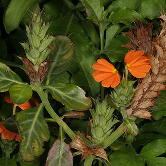 Crossandra fruticulosa (Shade crossandra)
