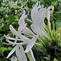 Hypoestes aristata (Ribbon Bush)