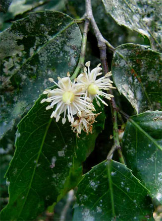 Rawsonia lucida