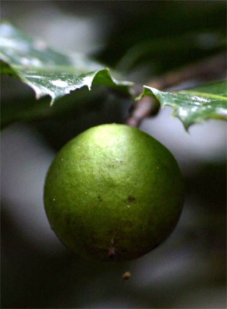 Rawsonia lucida