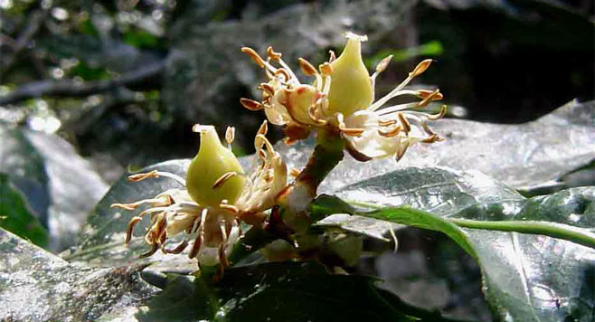 Rawsonia lucida