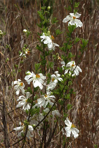 Xylotheca tettensis
