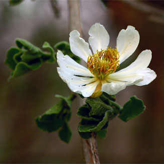 Xylotheca tettensis