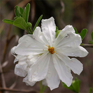 Xylotheca tettensis