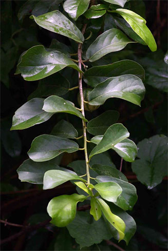Xylotheca tettensis