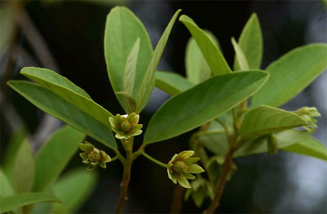 Kiggelaria africana (Wild Peach)