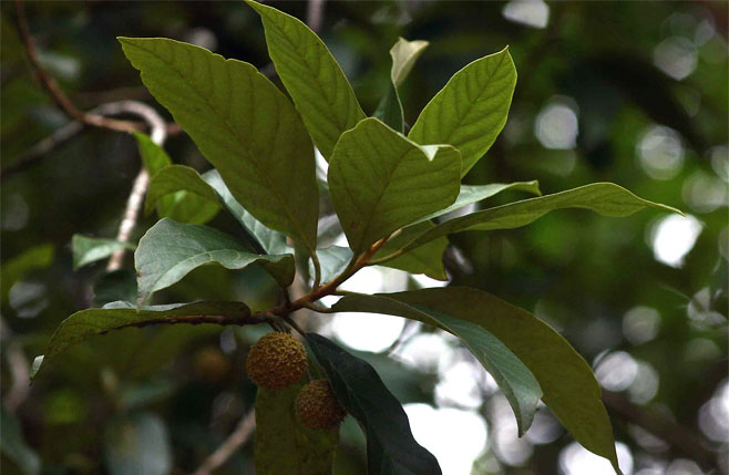 Kiggelaria africana (Wild Peach)