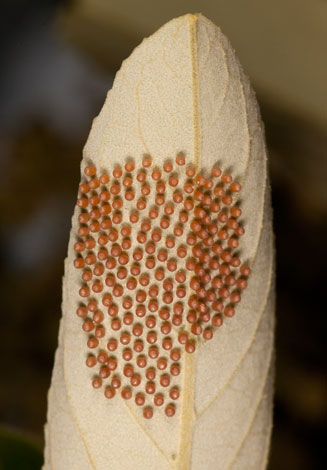 Kiggelaria africana (Wild Peach)