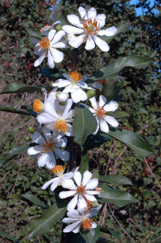 Xylotheca kraussiana