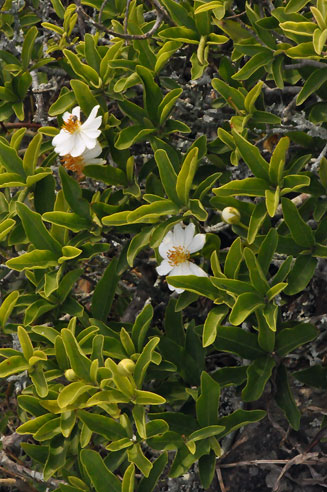 Xylotheca kraussiana