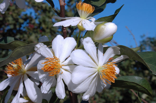 Xylotheca kraussiana