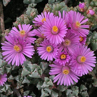 Oscularia deltoides
