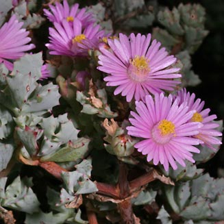 Oscularia deltoides