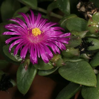 Delosperma pondoense