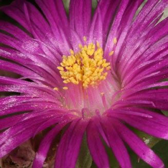 Delosperma pondoense