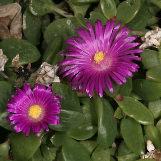 Delosperma pondoense