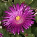 Delosperma pondoense