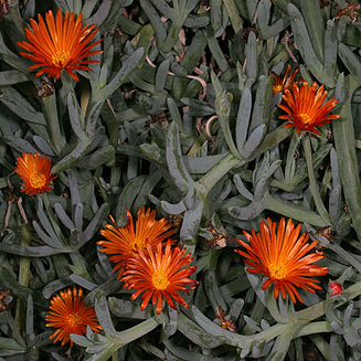 Odontophorus angustifolius subsp. protoparcoides