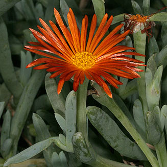 Odontophorus angustifolius subsp. protoparcoides