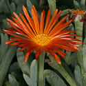 Odontophorus angustifolius subsp. protoparcoides