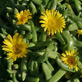 Glottiphyllum cruciatum