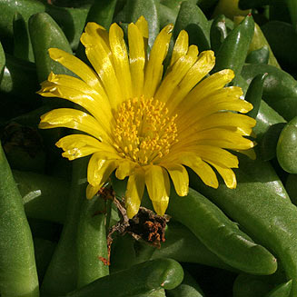 Glottiphyllum cruciatum