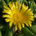 Glottiphyllum cruciatum