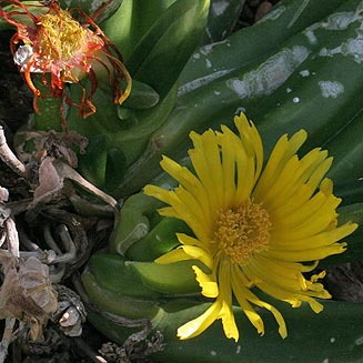 Glottiphyllum regium