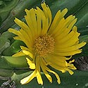 Glottiphyllum regium