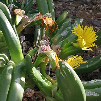 Glottiphyllum regium
