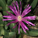 Antegibbaeum fissoides