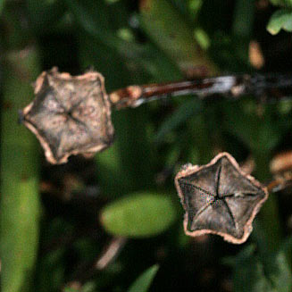 Lampranthus aureus