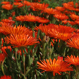 Lampranthus aureus