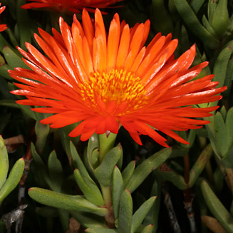 Lampranthus aureus