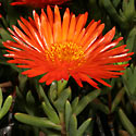 Lampranthus aureus