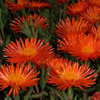 Lampranthus aureus