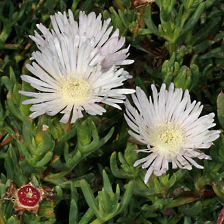 Lampranthus spectabilis