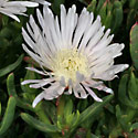 Lampranthus spectabilis