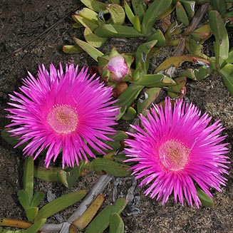 Carpobrotus acinaciformis