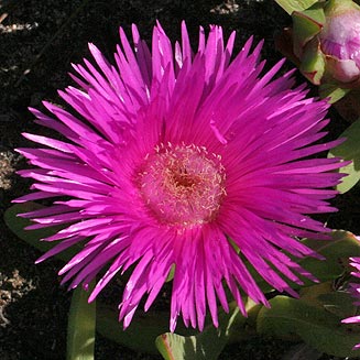 Carpobrotus acinaciformis
