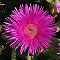 Carpobrotus acinaciformis