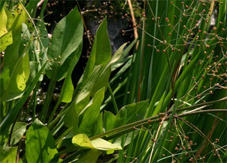 Alisma plantago-aquatica